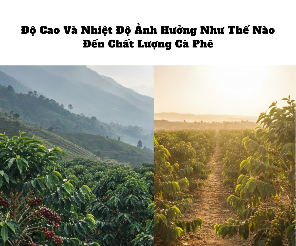 Độ Cao Và Nhiệt Độ Ảnh Hưởng Như Thế Nào Đến Chất Lượng Cà Phê?