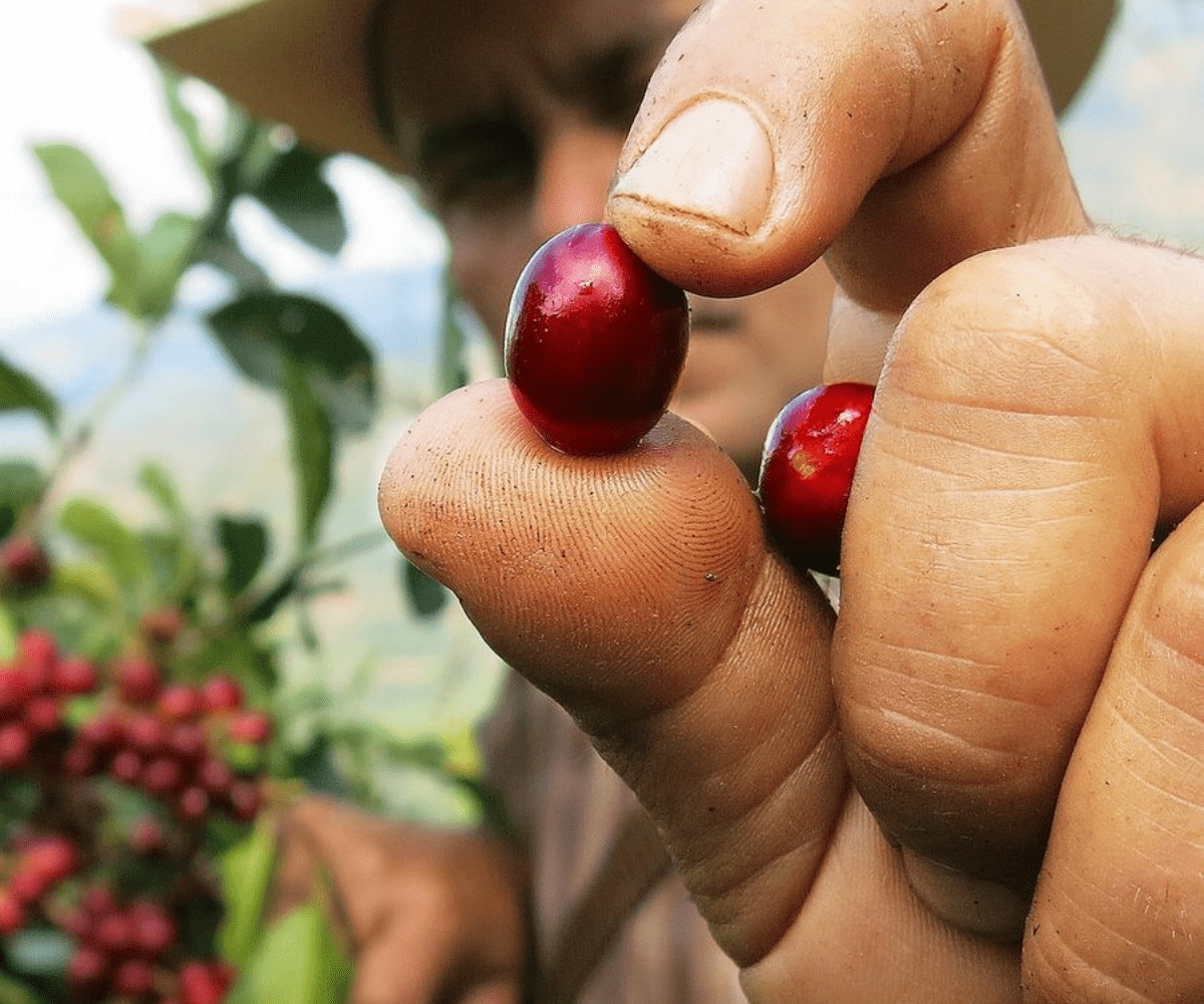 Coffee Prices Today, September 23: Robusta Surpasses 4,280 USD/Ton, Market Heats Up