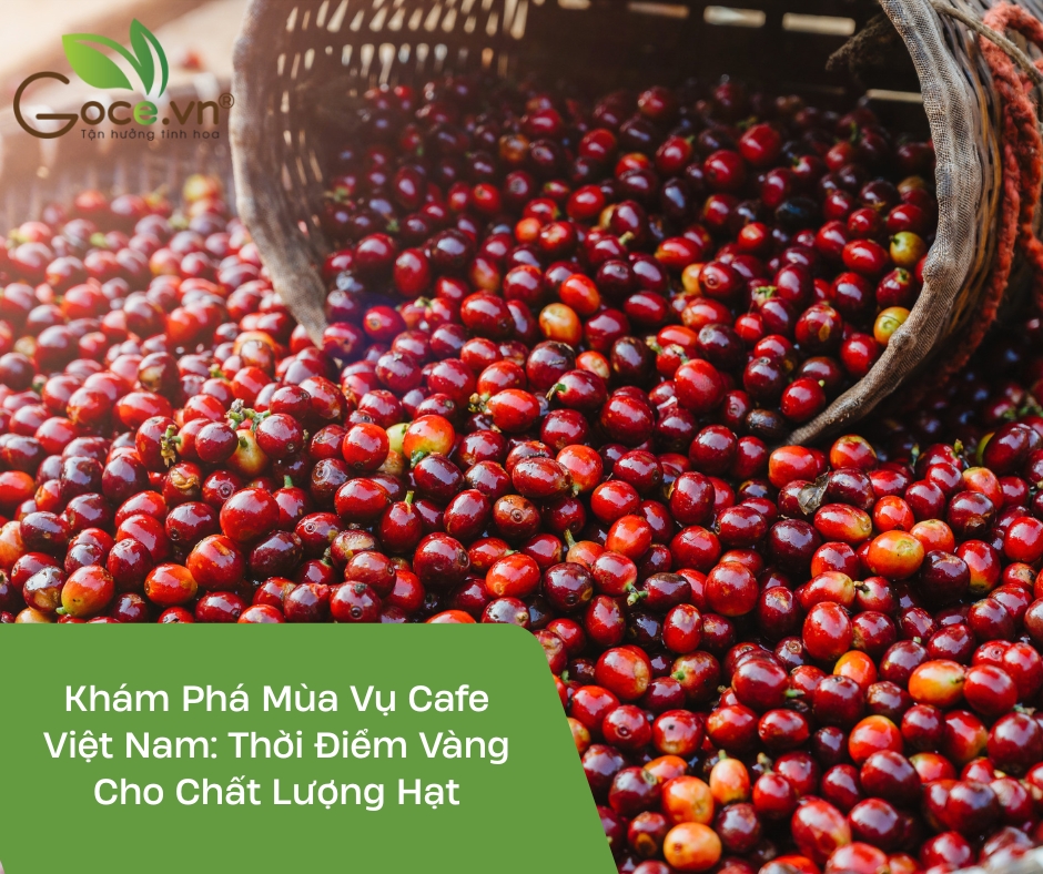 Discover Vietnam’s Coffee Harvest Season: The Golden Time for Bean Quality