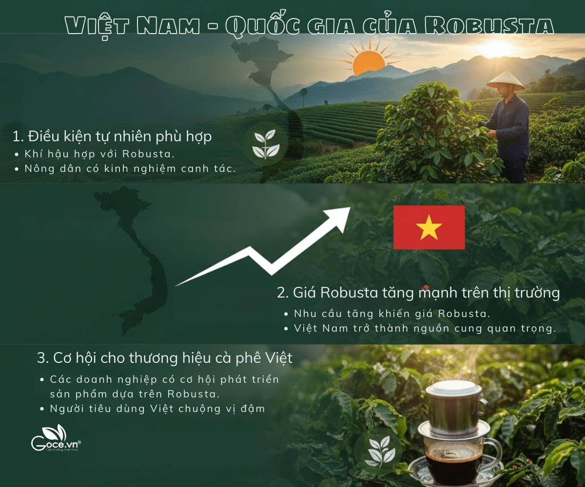 Lý Do Cà phê Robusta Trở Thành Xu Hướng Toàn Cầu Trong Thời Kỳ Biến Đổi Khí Hậu