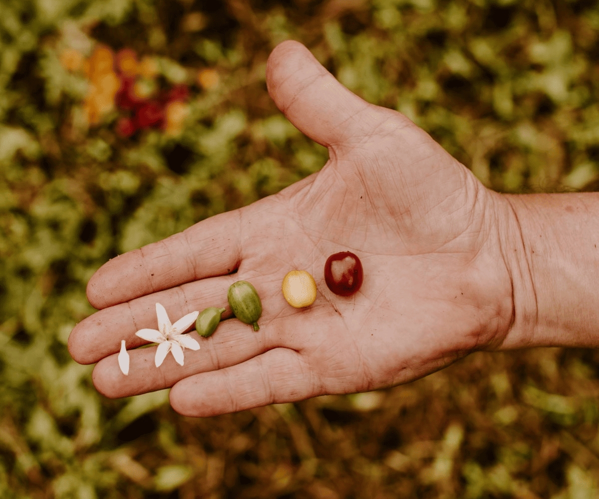 Vietnam Coffee Harvest Season When Is Harvested?