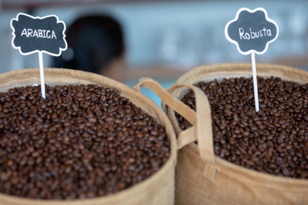 Phân biệt cà phê Arabica và Robusta: Bí quyết chọn cà phê chất lượng
