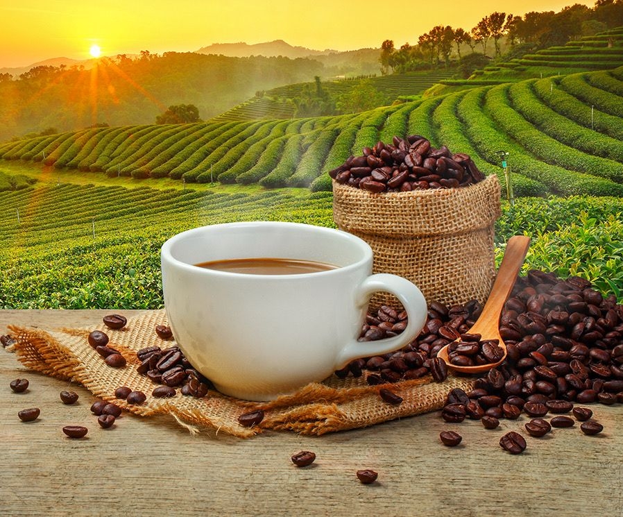 Phân biệt các loại hạt cà phê phổ biến hiện nay: Arabica, Robusta, Culi, Moka