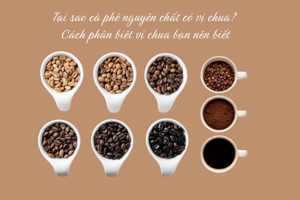 Tại sao cà phê nguyên chất có vị chua? Cách phân biệt vị chua bạn nên biết