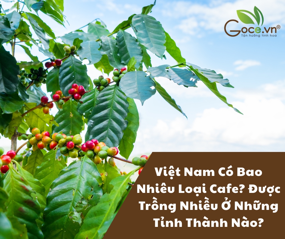 Việt Nam Có Bao Nhiêu Loại Cafe? Được Trồng Nhiều Ở Những Tỉnh Thành Nào?